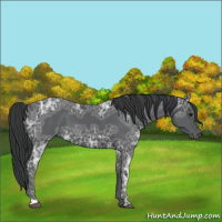 Horse Color:Black Ice 