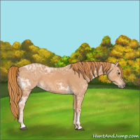 Horse Color:Chestnut Ice 