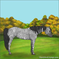 Horse Color:Blue Ice Roan 