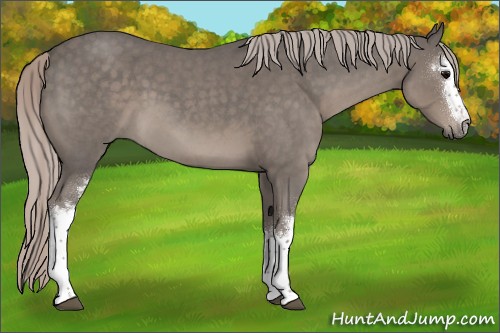 Horse Color:White Spotted Silver Blue Roan 