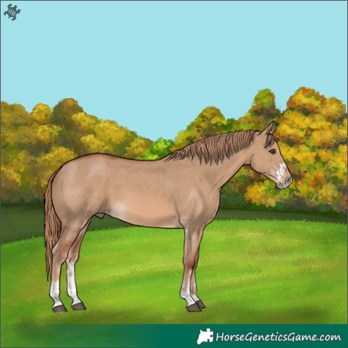 Horse Color:Red Dun Sabino 