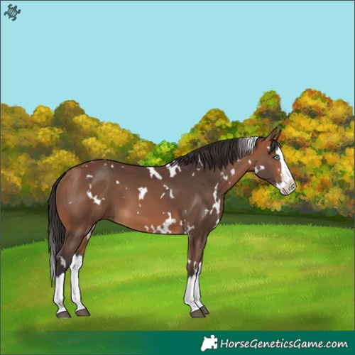 Horse Color:White Spotted Bay Splash 