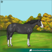 Horse Color:Black Splash 