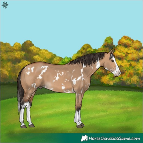 Horse Color:White Spotted Bay Dun Splash 