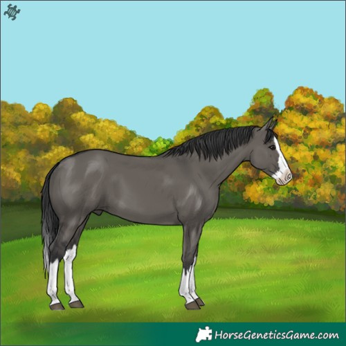 Horse Color:Grullo Splash 