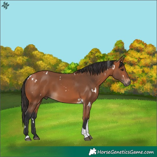 Horse Color:White Spotted Bay Tobiano 