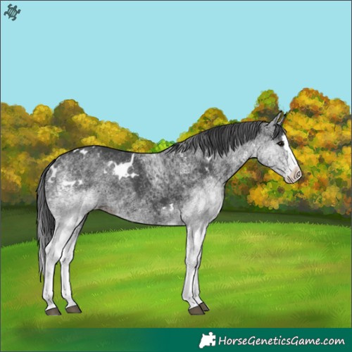 Horse Color:White Spotted Black Splash 