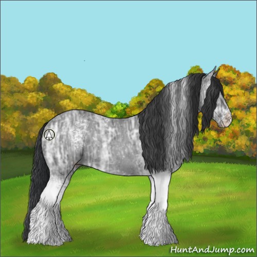 Horse Color:White Spotted Black Ice Rabicano