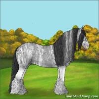 Horse Color:White Spotted Black Ice Rabicano 