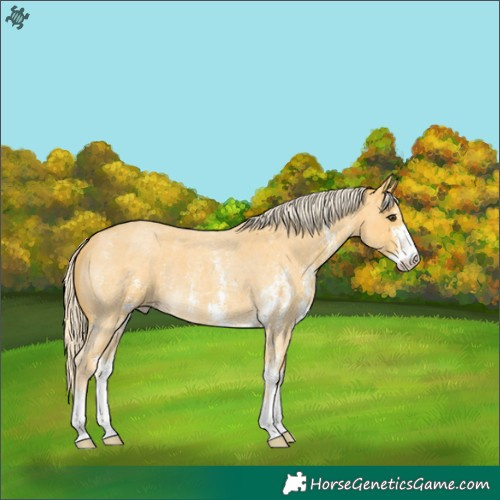 Horse Color:Palomino Roan Sabino 