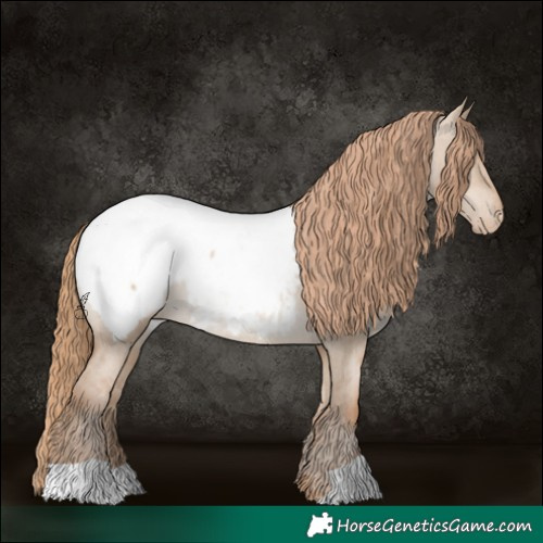 Horse Color:Grullo Pearl Appaloosa 