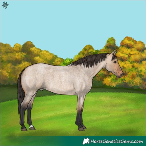 Horse Color:Bay Roan Dun 