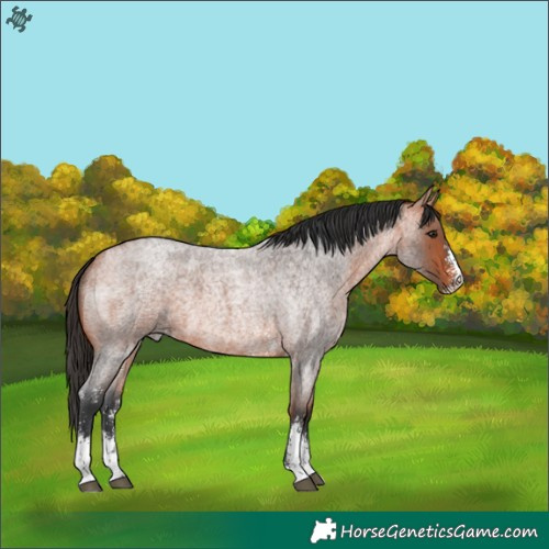 Horse Color:Bay Roan Sabino 