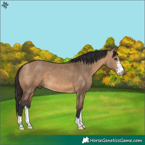Horse Color:Bay Dun Sabino 