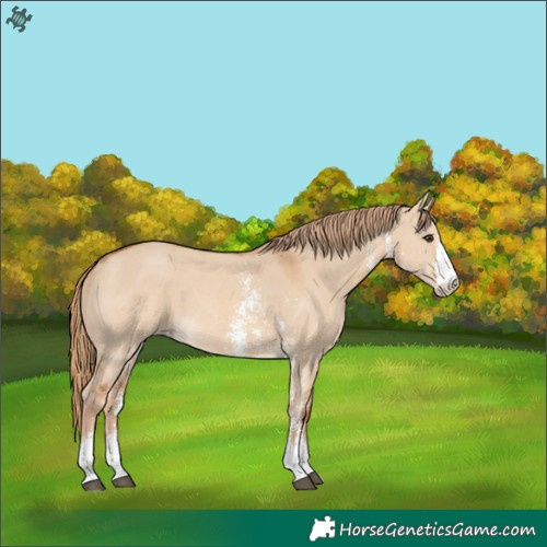 Horse Color:Red Dun Sabino 