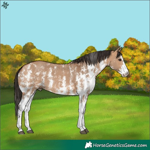 Horse Color:Bay Dun Sabino 