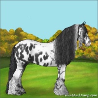 Horse Color:Black Sabino Tobiano Near Leopard 