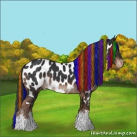 Horse Color:Painted Liver Chestnut Appaloosa 