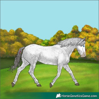 Horse Color:Liver Chestnut Frame 