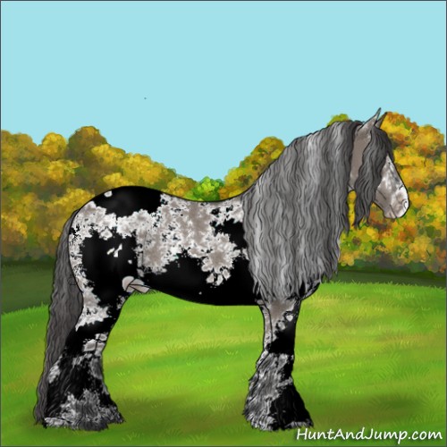 Horse Color:White Spotted Grullo Appaloosa 