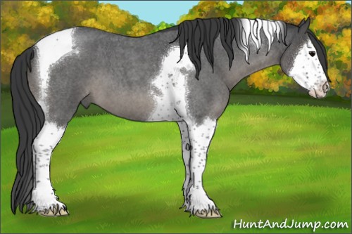 Horse Color:Blue Roan Splash Tobiano 