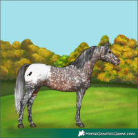 Horse Color:White Spotted Brown Appaloosa 