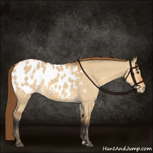 Horse Color:Buckskin Dun Appaloosa 