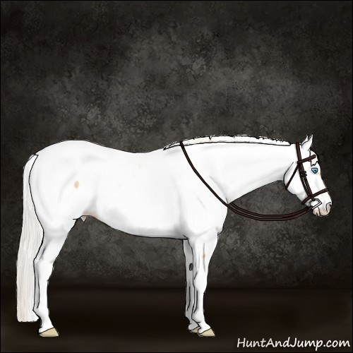 Horse Color:Silver Smoky Black Pearl Appaloosa 
