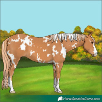 Horse Color:White Spotted Chestnut 