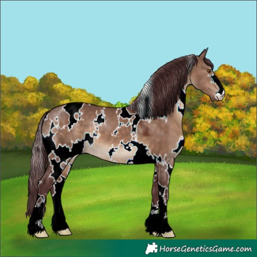 Horse Color:White Spotted Chocolate Brown Dun 