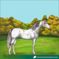 Horse Color:Platinum White Spotted Chocolate Bay Dun Appaloosa