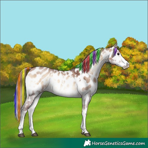 Horse Color:Painted White Spotted Chocolate Brown Onyx Sabino Appaloosa 