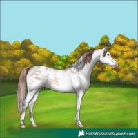 Horse Color:White Spotted Chocolate Brown Dun Sabino Splash Appaloosa