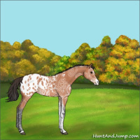 Horse Color:Bay Ice Sabino Appaloosa Rabicano