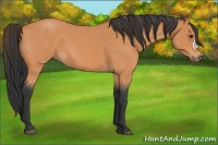 Horse Color:Bay Roan 