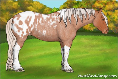 Horse Color:Silver Brown Roan Tobiano Appaloosa 