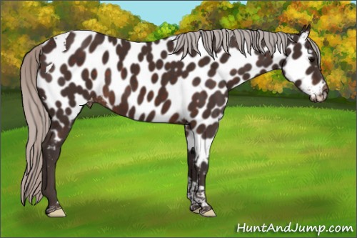 Horse Color:Silver Brown Tobiano Near Leopard 