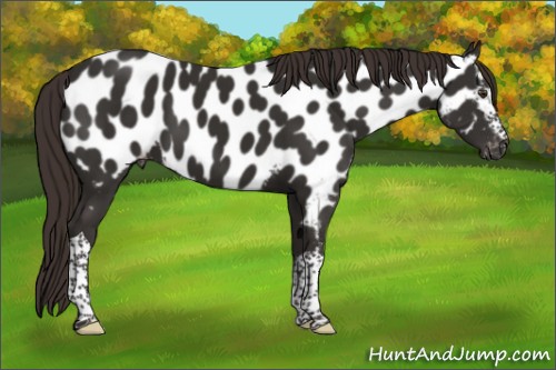 Horse Color:White Spotted Liver Chestnut Tobiano Appaloosa 