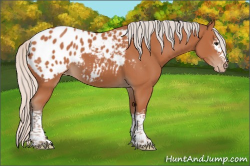 Horse Color:White Spotted Silver Bay Tobiano Appaloosa 