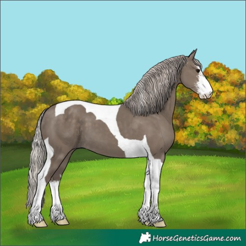 Horse Color:White Spotted Silver Grullo Tobiano