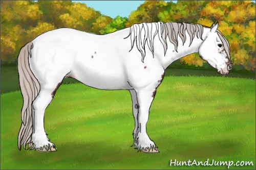 Horse Color:Silver Brown Tobiano Appaloosa 