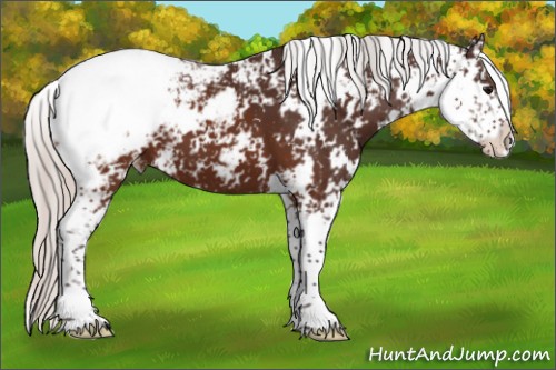 Horse Color:Silver Brown Sabino Appaloosa 