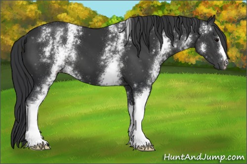 Horse Color:White Spotted Black 
