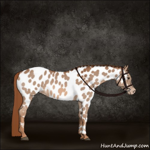 Horse Color:Chestnut Appaloosa 