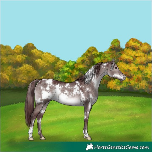 Horse Color:Platinum White Spotted Chocolate Brown Dun 
