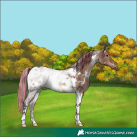 Horse Color:Painted White Spotted Chocolate Brown Dun Tobiano Appaloosa 