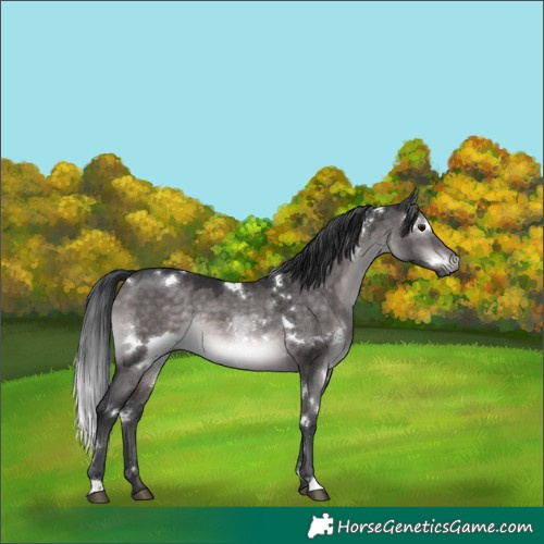Horse Color:Platinum White Spotted Brown Dun 