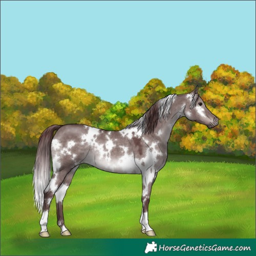 Horse Color:Platinum White Spotted Chocolate Brown Dun 