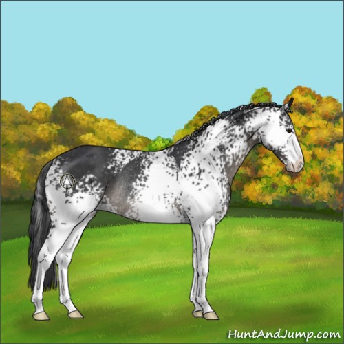 Horse Color:White Spotted Black Sabino Appaloosa Rabicano 