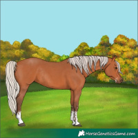 Horse Color:Silver Bay Sabino Rabicano 